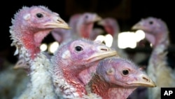 FILE - Turkeys are pictured on a farm near Sauk Centre, Minn., Nov. 2, 2005. Avian flu has killed more than 50 million birds in the U.S. this year, federal government data show.