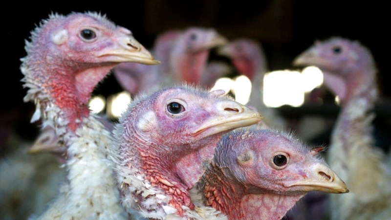Avian Flu Outbreak Wipes Out 50.54 Million US Birds, a Record
