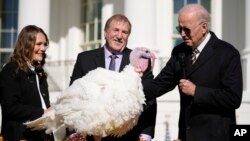President Joe Biden pardons Chocolate, the National Thanksgiving Turkey, at the White House in Washington, Nov. 21, 2022. Biden also pardoned a turkey named Chip, but Chocolate was named the national turkey. 