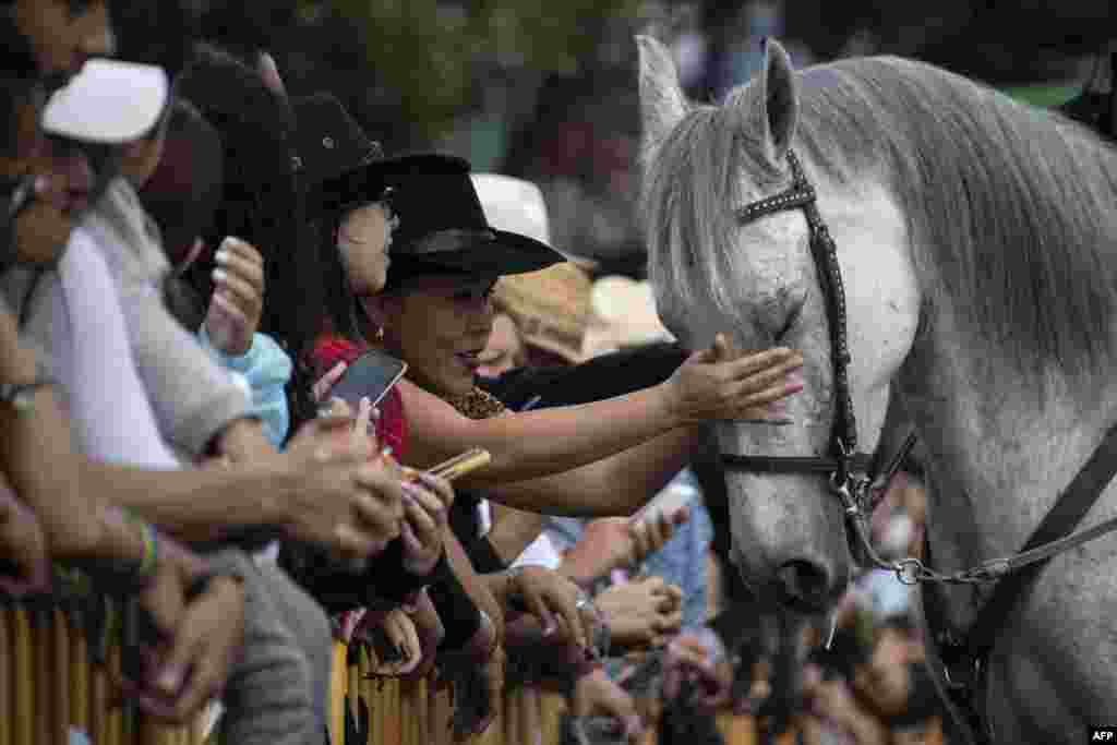 People caress a horse during the traditional "El Tope" end of the year parade in San Jose, Costa Rica, Dec. 26, 2022.