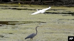 FILE - A great egret flies above a great blue heron in a wetland inside the Detroit River International Wildlife Refuge in Trenton, Mich., on Oct. 7, 2022. 