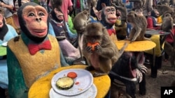 Monkeys enjoy fruit during monkey feast festival in Lopburi province, Thailand, Nov. 27, 2022. The festival is an annual tradition in Lopburi, which is held as a way to show gratitude to the monkeys for bringing in tourism.