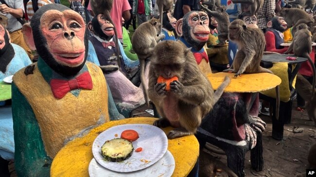 Monkeys enjoy fruit during monkey feast festival in Lopburi province, Thailand, Nov. 27, 2022. The festival is an annual tradition in Lopburi, which is held as a way to show gratitude to the monkeys for bringing in tourism.