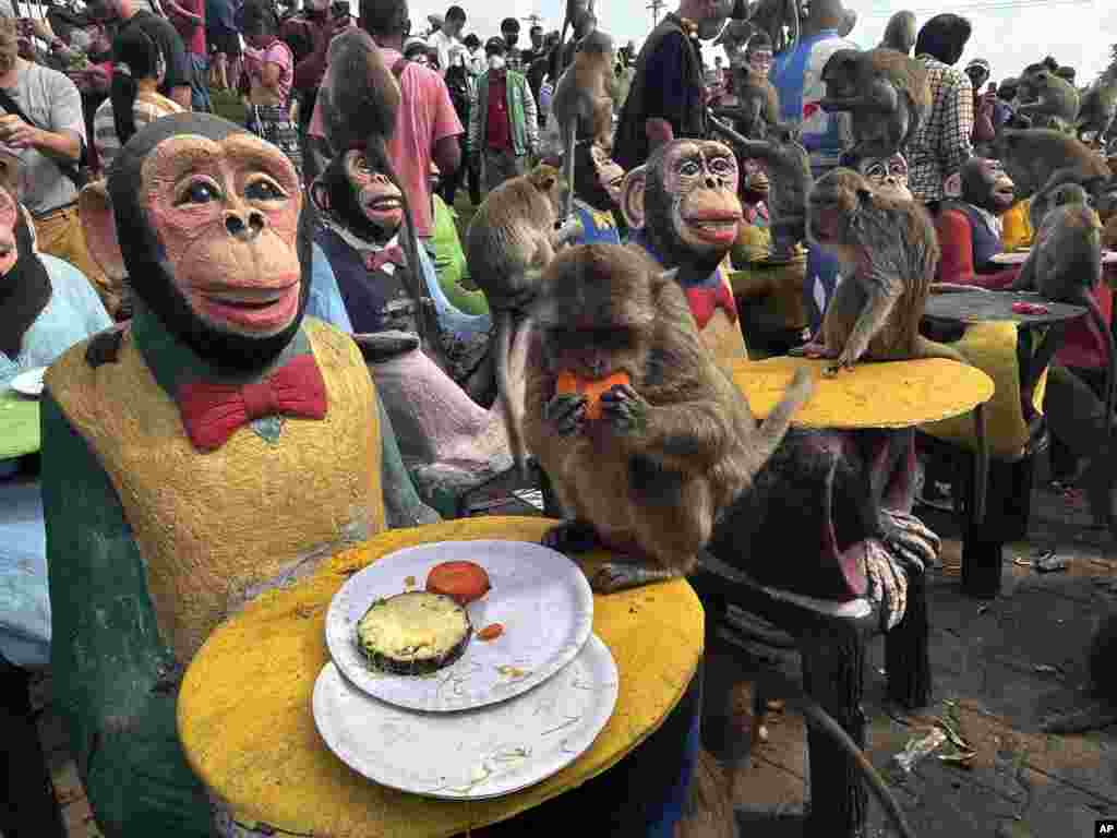 Monkeys enjoy fruit during monkey feast festival in Lopburi province, Thailand. The festival is an annual tradition in Lopburi, which is held as a way to show gratitude to the monkeys for bringing in tourism.