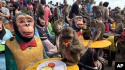 Monkeys enjoy fruit during monkey feast festival in Lopburi province, Thailand. The festival is an annual tradition in Lopburi, which is held as a way to show gratitude to the monkeys for bringing in tourism.