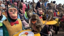 Monyet-monyet menikmati buah selama festival pesta monyet di provinsi Lopburi, Thailand. Festival tersebut merupakan tradisi tahunan di Lopburi untuk menunjukkan rasa terima kasih kepada monyet karena telah mendatangkan pariwisata. (Foto: AP)&nbsp;