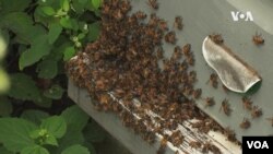 William Hahn's boxes-turned bee hive