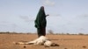 FILE - A Somali woman stands near the carcass of her dead livestock amid severe drought near Dollow, Gedo Region, Somalia, May 26, 2022. 