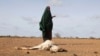 Somalia Must Strengthen Resilience Against Climate Shocks  