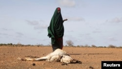 FILE - A Somali woman stands near the carcass of her dead livestock amid severe drought near Dollow, Gedo Region, Somalia, May 26, 2022. 