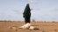 FILE - A Somali woman stands near the carcass of her dead livestock amid severe drought near Dollow, Gedo Region, Somalia, May 26, 2022. 