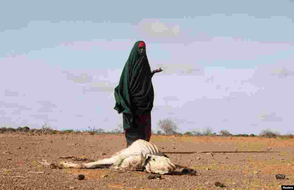 A Somali woman stands near the carcass of her dead livestock amid severe drought near Dollow, Gedo Region, Somalia, May 26, 2022.