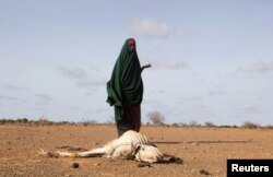 FILE - A Somali woman stands near the carcass of her dead livestock amid severe drought near Dollow, Gedo Region, Somalia, May 26, 2022.