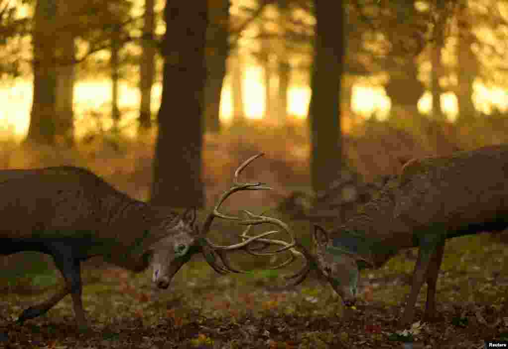 Deer stags clash antlers as the rutting season continues, in Richmond Park, London.