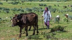 MooMe, une application mobile pour faciliter le travail des éleveurs tunisiens