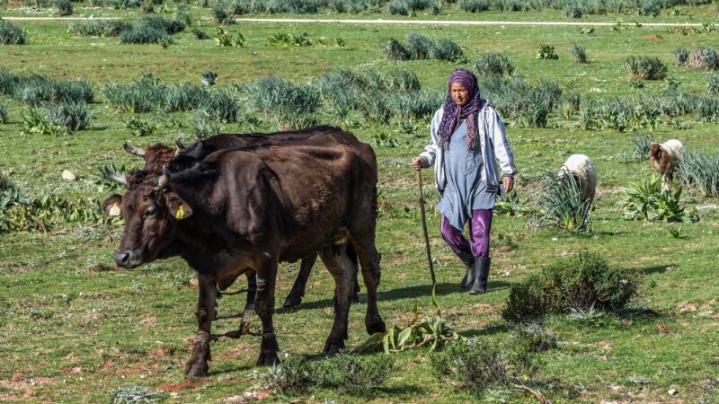 MooMe, une application mobile pour faciliter le travail des éleveurs tunisiens