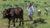 (FILE) A herdswoman walks her herd of cows and sheep in the northern Tunisian countryside.