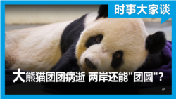 时事大家谈：大熊猫团团病逝 两岸还能团圆？