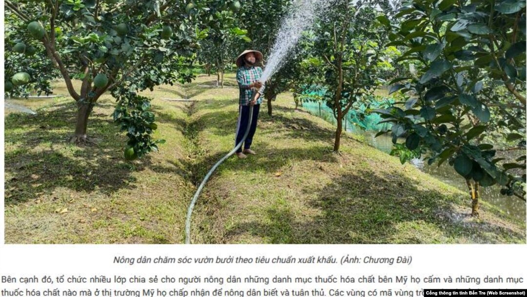 Trồng bưởi xuất khẩu ở Bến Tre.