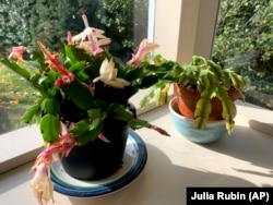 Two Christmas cactuses sit by a sunny window in a home in New York state, December 5, 2022. (AP Photo/Julia Rubin)