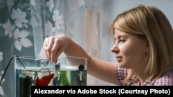 Young woman feeding betta fish in aquarium at home.