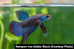 Mahachai betta or Betta mahachaiensis, Siamese Fighting Fish in Thailand.