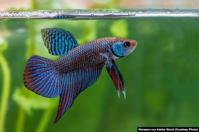 Mahachai betta or Betta mahachaiensis, Siamese Fighting Fish in Thailand.