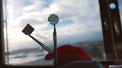 Yenilenebilir Enerji İçin Yeni Ürün: Yapay Yaprak
