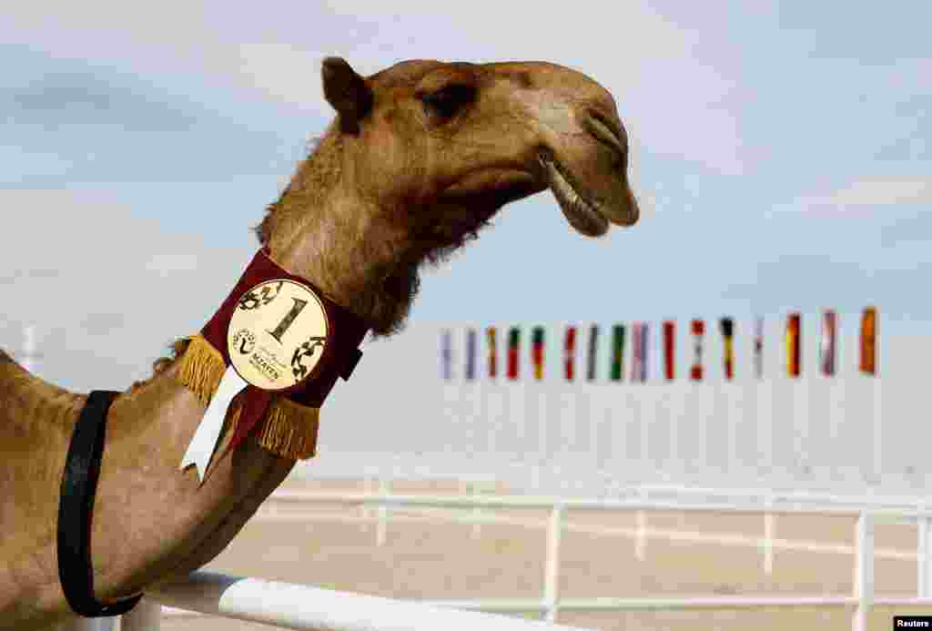 The first-place winner of a camel beauty contest poses for a photo at the 2022 FIFA World Cup, in Ash-Shahaniyah, Qatar.