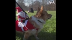 柯基狗狗圣诞游行 向女王致敬 