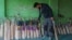Kashmir produces around 3 million cricket bats annually. The cost of the bats made of Kashmir willow is low in comparison to English willow. (Wasim Nabi/VOA)