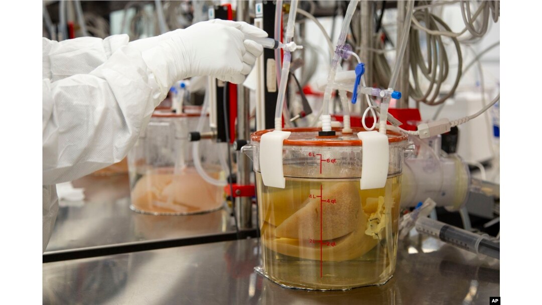 Hati babi yang dikembangkan dalam bioreaktor di laboratorium Micromatrix di Eden Prairie, Minn., Selasa, 8 Desember 2022. (Foto AP/Andy Clayton-King)
