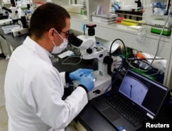 Chief Technical Officer Hirotsu Bio Science Eric Di Luccio memeriksa nematoda dalam cawan petri di lab perusahaan di Fujisawa, Prefektur Kanagawa, Jepang 28 November 2022. REUTERS/Kim Kyung-Hoon