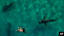 Sandbar sharks swim next to a snorkeler in the Mediterranean Sea near a power plant off the coast of Hadera, Israel. The hot water flowing quickly from an industrial plant in Israel&#39;s northern city of Hadera draws these sharks that are not considered to be dangerous to people, but are increasingly endangered by overfishing.