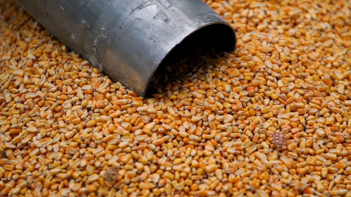 Mexico Aims for Agreement with US on Genetically Modified Corn - Vimarsana News