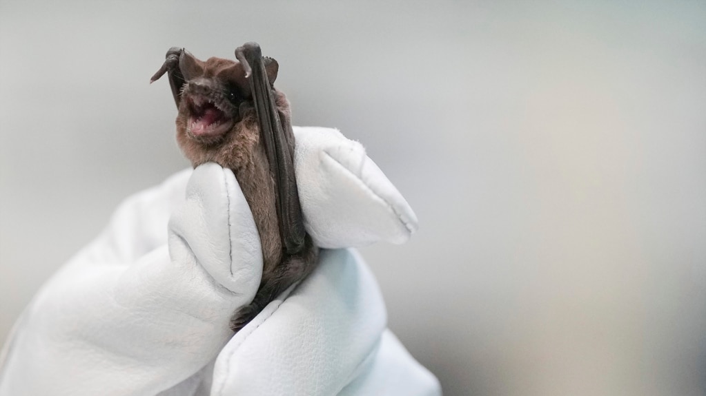 Texas Woman Saves Hundreds of Bats from Freezing