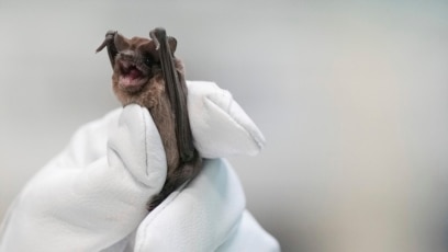 Texas Woman Saves Hundreds of Bats from Freezing