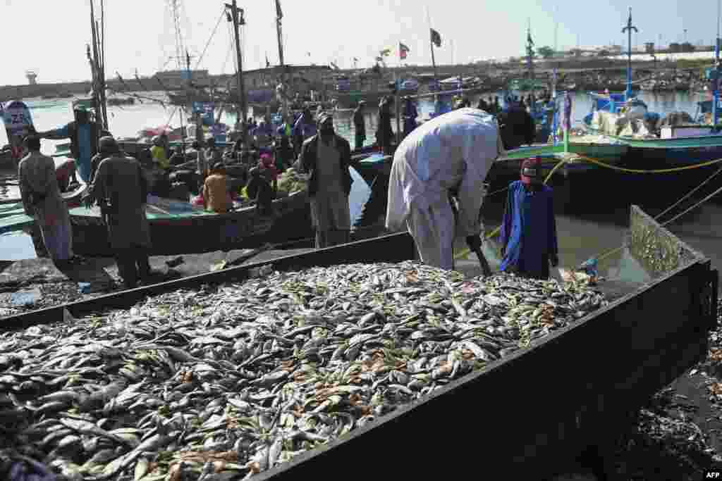 کراچی میں ماہی گیر تازہ مچھلی کو بازار تک پہنچانے کی تیاری کر رہے ہیں۔&nbsp;
