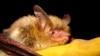 FILE - This undated photo provided by the Wisconsin Department of Natural Resources shows a northern long-eared bat. On Nov. 29, 2022, the Biden administration declared the northern long-eared bat endangered, an effort to save a species driven to the brink of extinction.