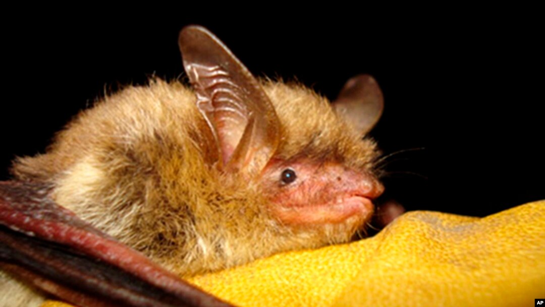 FILE - This undated photo provided by the Wisconsin Department of Natural Resources shows a northern long-eared bat. On Nov. 29, 2022, the Biden administration declared the northern long-eared bat endangered, an effort to save a species driven to the brink of extinction.