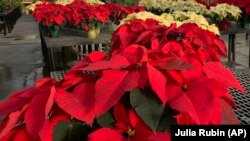 Poinsettias are a very common holiday plant. These are in a plant store in Larchmont, New York, December 5, 2022. . (AP Photo/Julia Rubin)