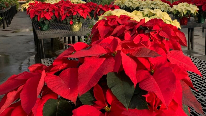 Five Common ‘Holiday’ Plants and How to Care for Them