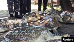 Pihak berwenang berhasil berhasil menyelamatkan 43 penyu hijau (Chelonia mydas), yang terancam punah dari pemburu dan pedagang, dalam operasi rutin Angkatan Laut, Jumat (13/1).