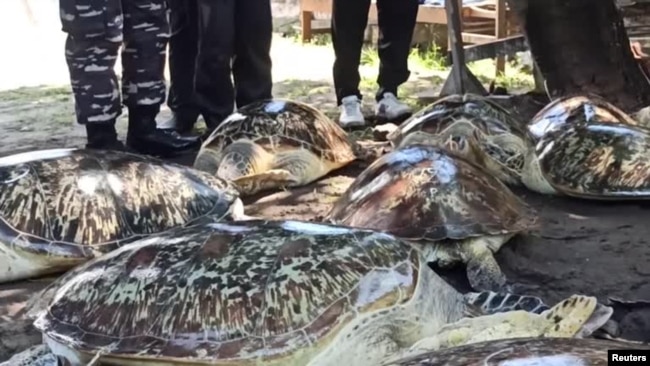 Pihak berwenang berhasil berhasil menyelamatkan 43 penyu hijau (Chelonia mydas), yang terancam punah dari pemburu dan pedagang, dalam operasi rutin Angkatan Laut, Jumat (13/1).