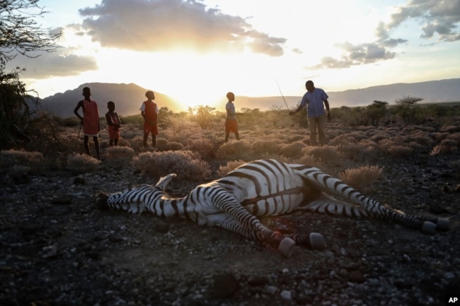 Maasai children stand beside a zebra that local residents say died due to drought, as they graze their cattle at Ilangeruani village, near Lake Magadi, in Kenya, on Nov. 9, 2022.