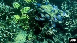 This picture taken on March 7, 2022 shows the current condition of the coral on the Great Barrier Reef, off the coast of the Australian state of Queensland.