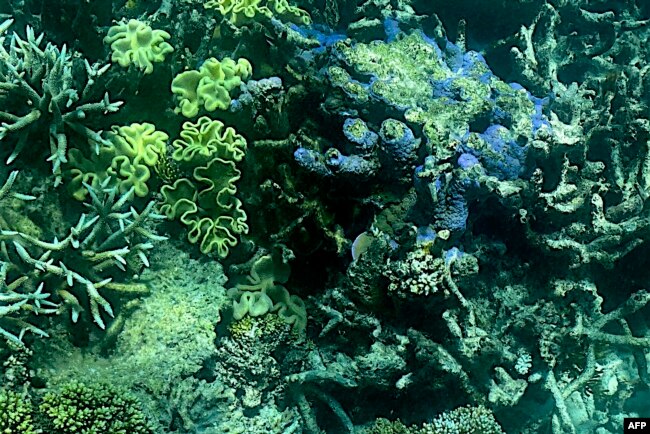 This picture taken on March 7, 2022 shows the current condition of the coral on the Great Barrier Reef, off the coast of the Australian state of Queensland. (Photo by Glenn NICHOLLS / AFP)