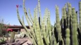 Warung VOA: Menikmati Arizona