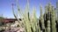 Warung VOA: Menikmati Arizona