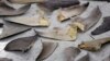 Ban on Shark Fin Trade Poised to Become US Law 